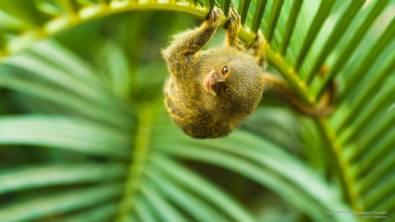 pygmy, 2K, Animals, ecuador, marmoset, guayaquil