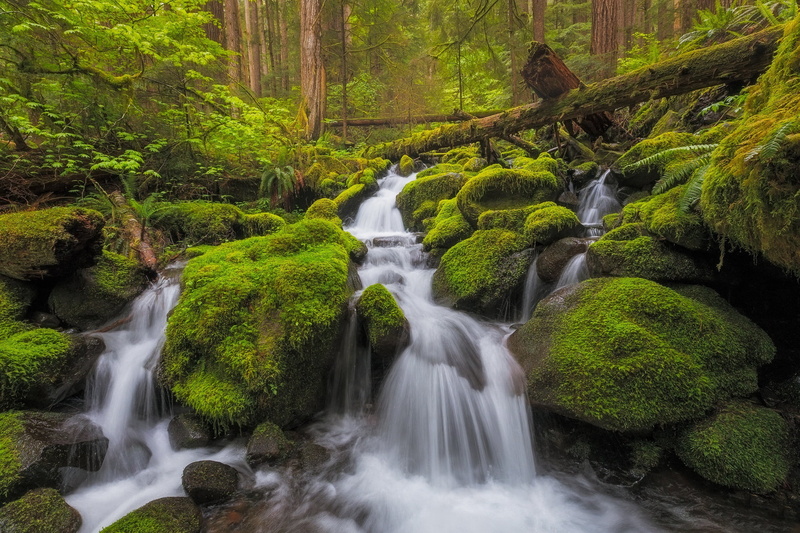 moss, Washington, 1080P, stones, cascade, Olympic National Park, forest, river, waterfall, stream