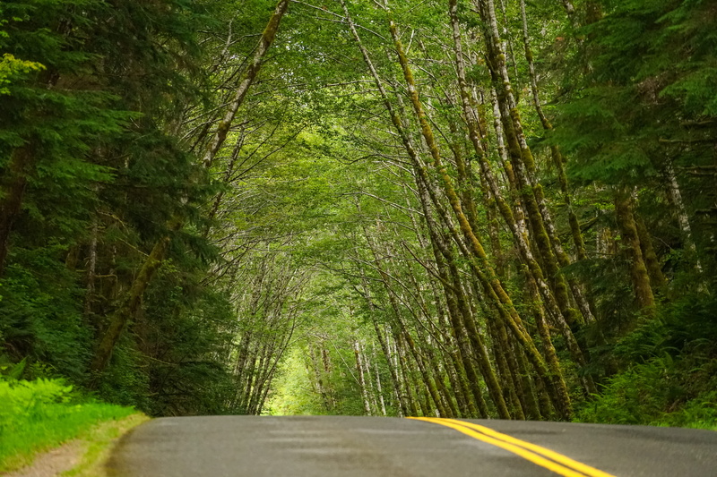 hoh rain forest, sign, empty road, land, outdoors, olympic national park, bamboo - plant, plant, port angeles, direction, green color, nature, woodland
