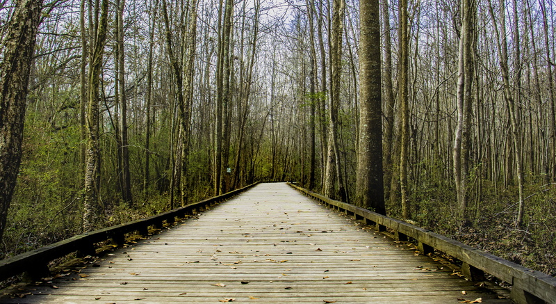diminishing perspective, woods, branch, wooden, wood - Material, beauty in nature, transportation, summer, path, pathway, nature, bridge, tranquil scene