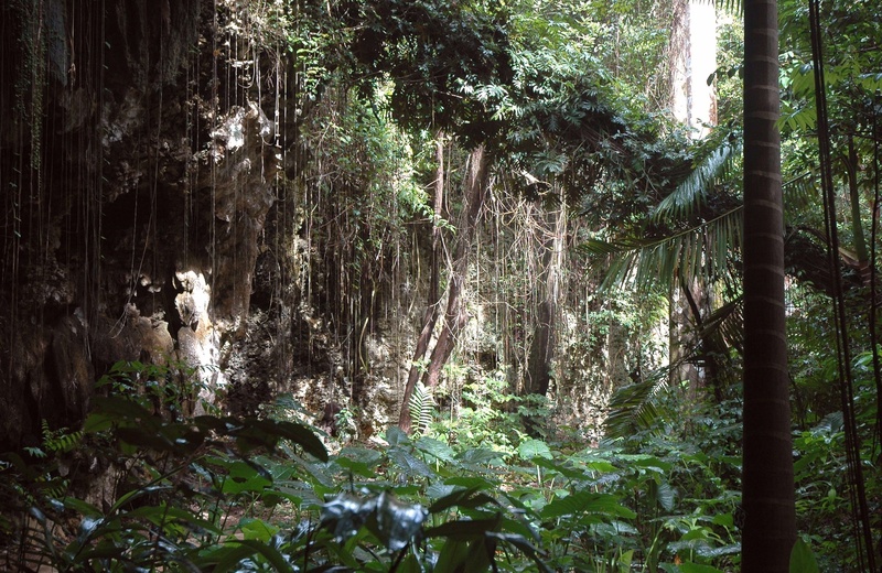 landscape, 2K, tranquil, scenery, jungle, trunk, leaves, plant, wild, agriculture, rainforest, flowing, forest, green color, barbados, growth, tree trunk