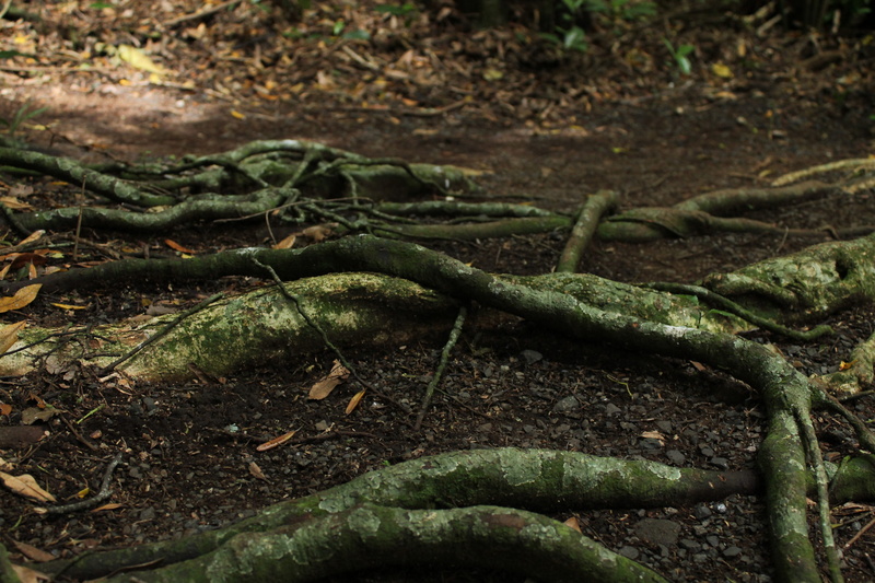 grow, shape, vine, organic, 4K, moss, symbol, outdoors, plant, green color, garden, vegetable, landscape, rainforest, tree roots, dark, foliage, trees