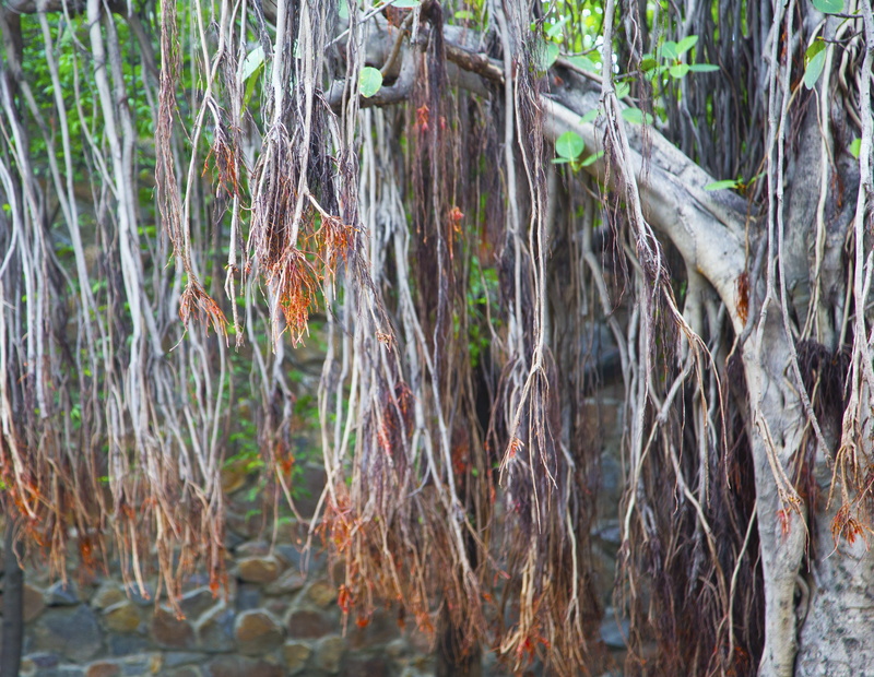 green, day, outdoor, ancient, garden, forest, botany, no people, growth, asia, banyan, root, environment, texture, animal, land, season, 4K, big, natural