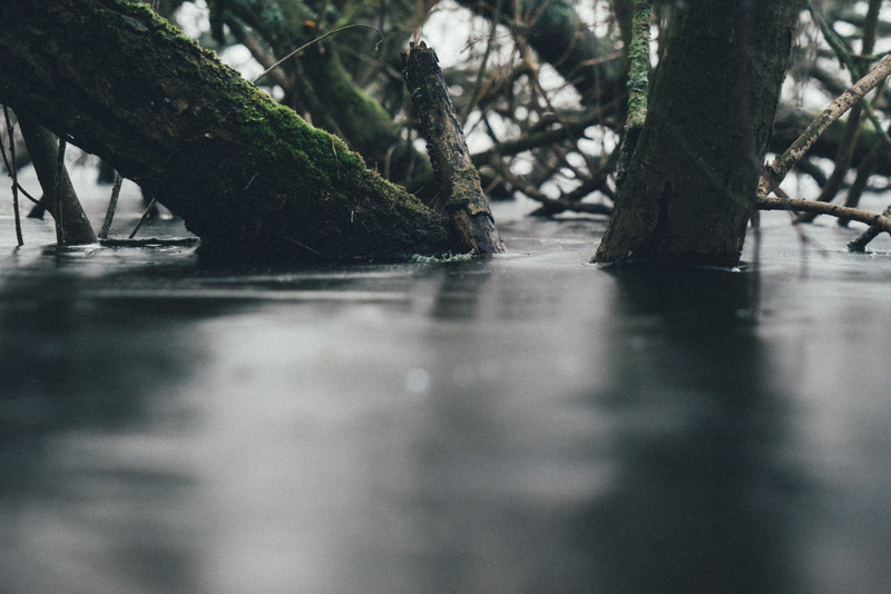creek, tranquility, frozen, reflection, no people, tree, moss, surface level, selective focus, waterfront, close-up, 5K, tree trunk, water, rain, lake
