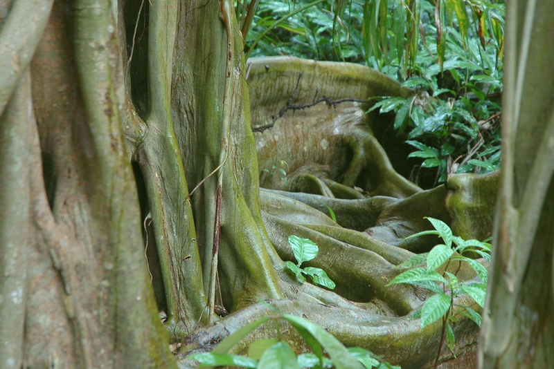 environment, Root, selective focus, outdoors, plant, leafed, 1080P, land, Jungle, green color, Belize, Tree, focus on foreground, nature, tree trunk, green