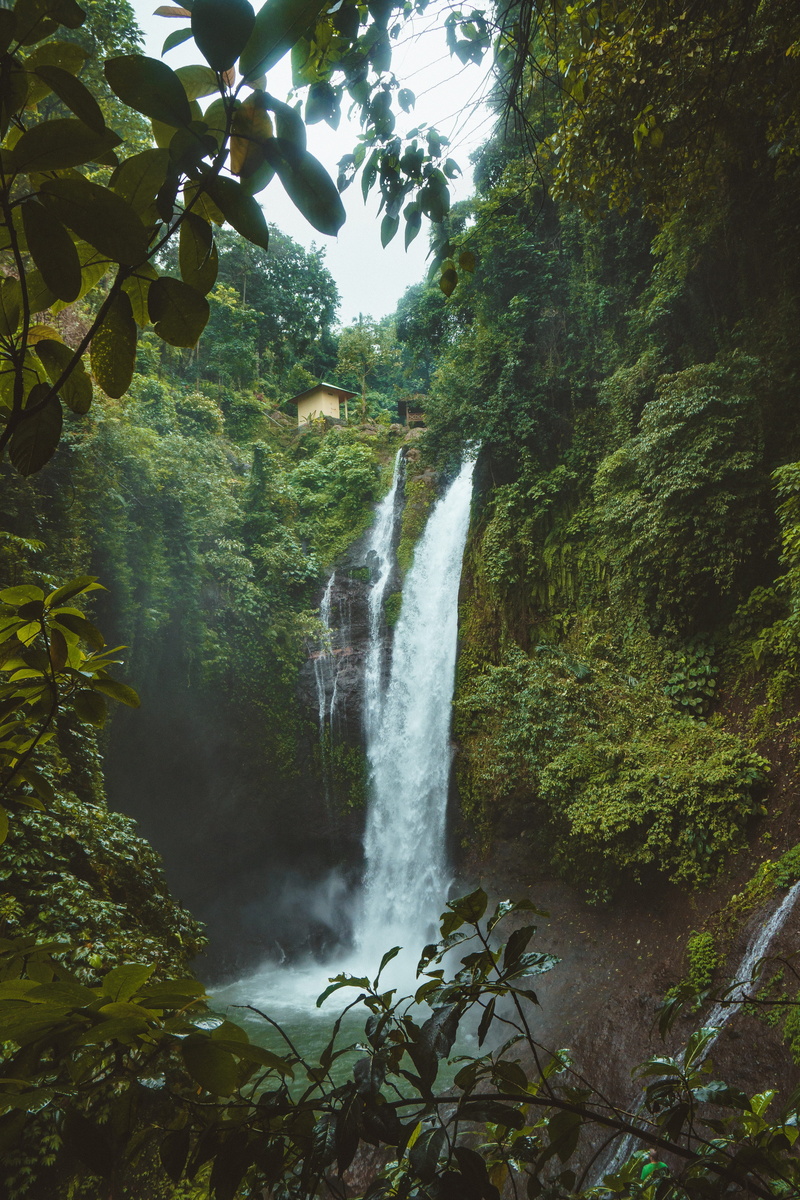 flowing water, land, wildlife, flowing, growth, beauty in nature, natural, scenic, scene, forest, outdoors, plant part, rock, long exposure