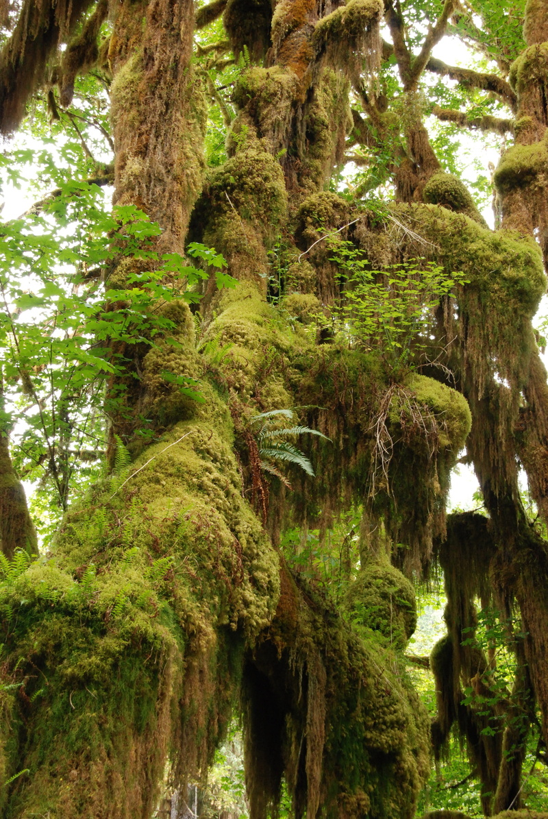 Rainforest, scenics, land, no People, 4K, trunk, Branch, green, non-urban scene, plant, landscape, lush foliage, low angle view, nature, washington state