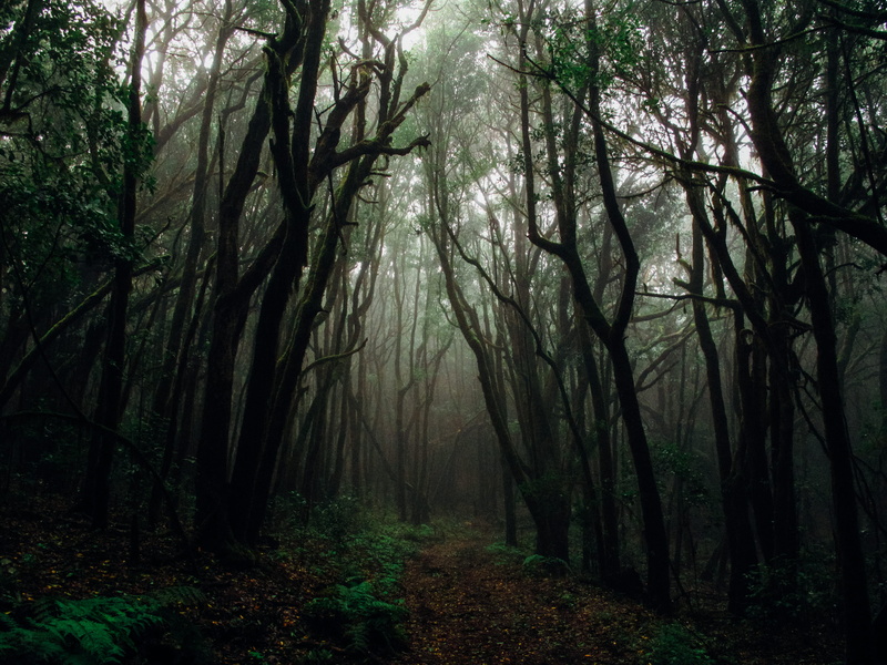 nature, trunk, day, tree, trees, 4K, tree trunk, gloomy, environment, woods, outdoors, trunks, beauty in nature, photo, landscape, no people