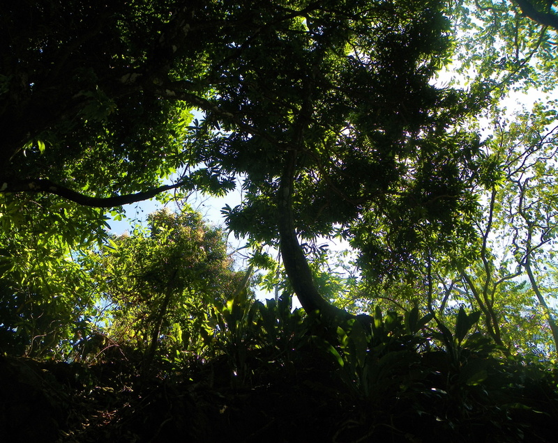 low angle view, outdoor, branches, plant, outdoors, natural, growth, wilderness, wild, woods, sky, day, leaves, environment, view, nature, tree canopy
