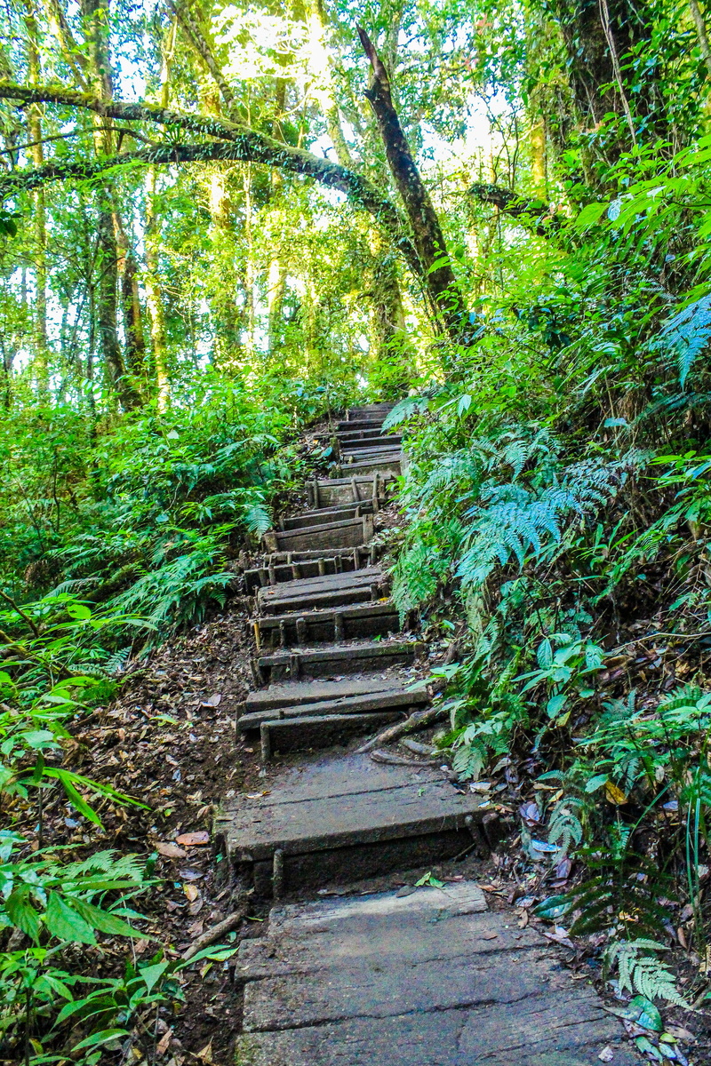 scenic, wood - material, plant, tree, beauty in nature, trunk, tree trunk, trekking, park, the way forward, way, beautiful, natural, light, tranquility