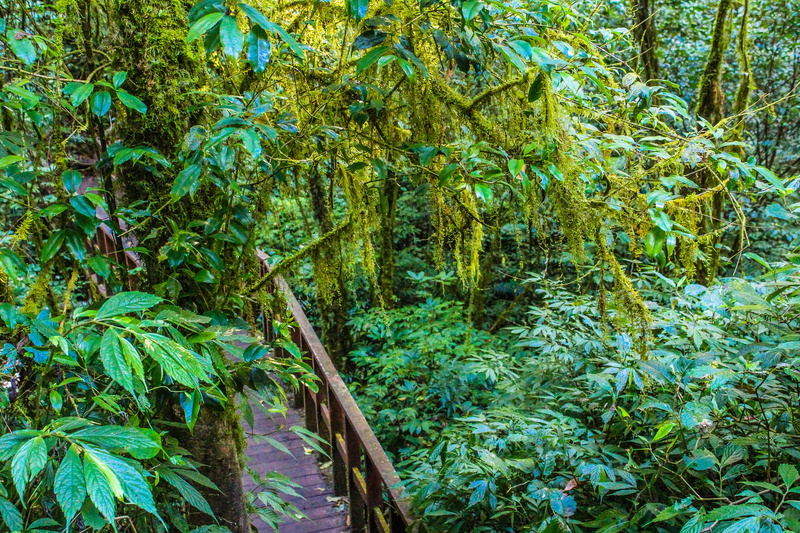 rainforest, day, backgrounds, footpath, mountain, adventure, branch, plant part, daylight, trunk, jungle, tranquility, tree, trees, plant, summer, travel