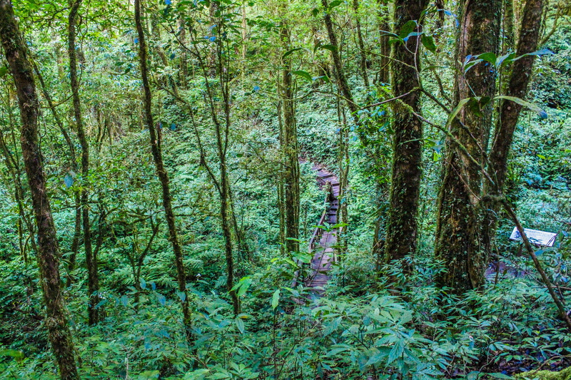 tranquil scene, tree, plants, scenics - nature, adventure, forest, trunk, green color, no people, daylight, moss, hiking, jungle, trail, natural, lush foliage