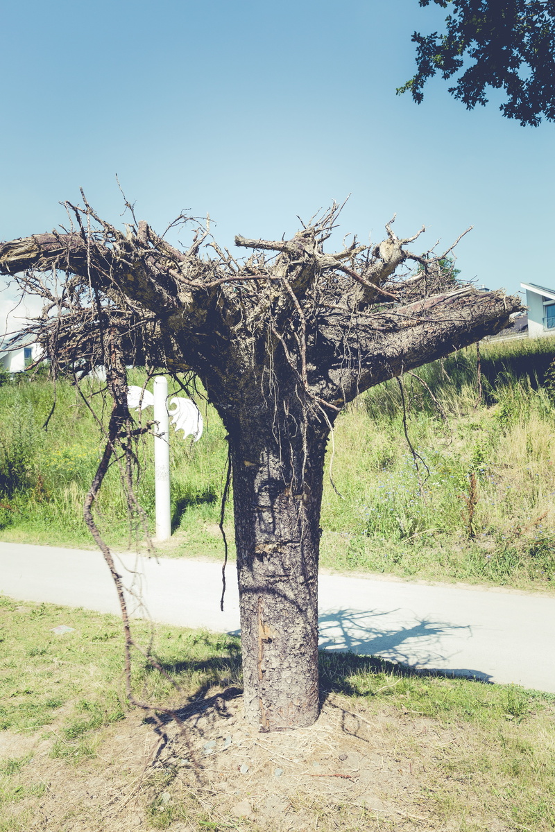 conversely, branch, beauty in nature, trunk, forest, growth, object, rotated, grass, log, scenics - nature, old root, tree trunk, tranquil scene, garden
