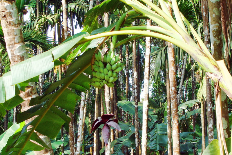 Plantain, ripe, organic, palm Tree, banana green, beauty in nature, outdoors, wilderness, Flower, tree trunk, green Color, growth, no People, vegetarian