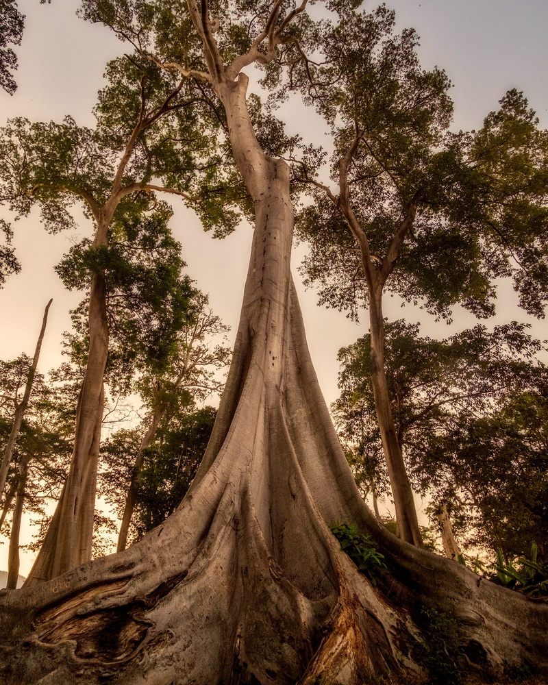 green, land, variety, day, country, sunset, tranquility, tree trunk, scenics - nature, plant, nature, woodland, tree canopy, landscape, photo, growth, leaf