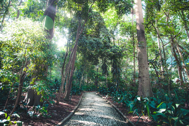 landscape, green color, trees, park, direction, outdoors, no people, pathway, non-urban scene, trunk, scene, beauty in nature, day, tree trunk, green, tranquility