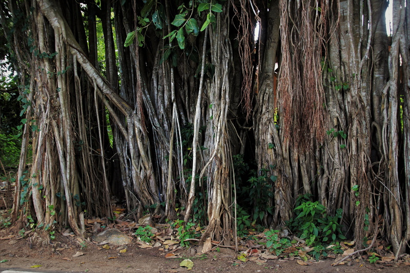 woodland, nature, hdr, beauty in nature, outdoors, plant, thick, tree, forest, the roots of the, land, vines, figure, tree trunk, 5K, wood