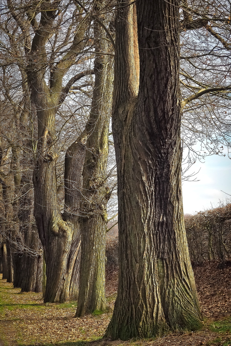 old oaks, growth, tree, texture, cracked, gnarled, nature, branch, environment, no people, pattern, deciduous tree, rugged, rauh, german oak, tree bark