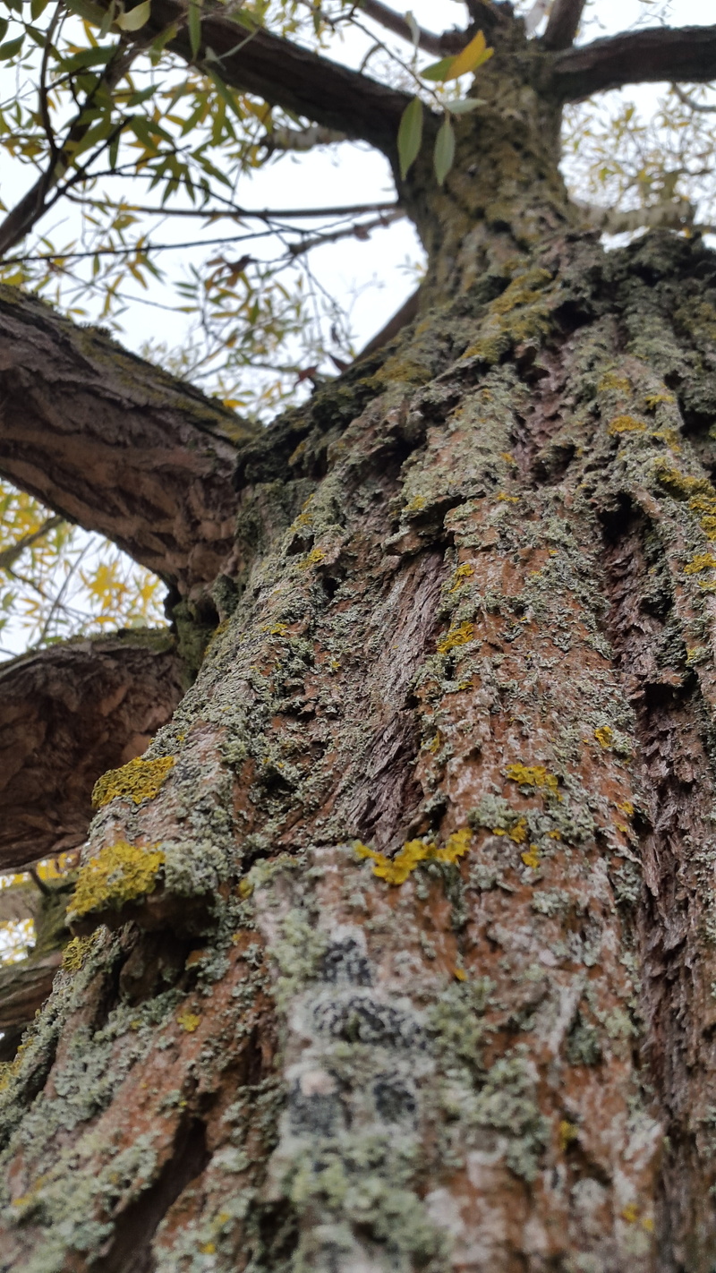 textured, rough, woodland, no people, gnarled, low angle view, log, growth, trunk, root, 4K, tree Trunk, green, focus on foreground, bark, plant bark