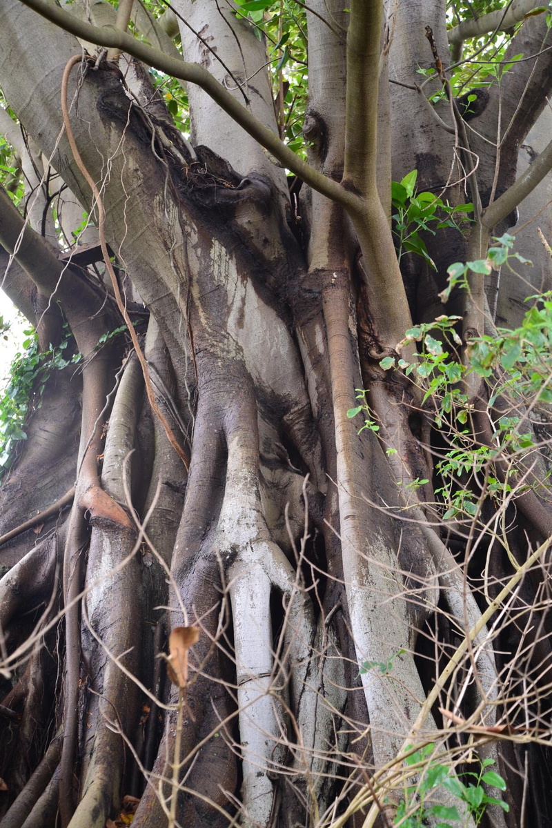 forest, intertwined, tree, environment, agriculture, plant, branch, root, branches, land, sydney, Fig Tree, Roots, 1080P, no people, dry, trunk, outdoors