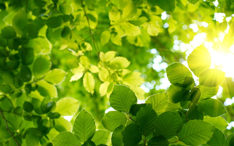 leisure activity, sunlight, lifestyles, togetherness, growth, plant, land, plants, leaf, tree, real people, green color, plant part, men, leaves, people