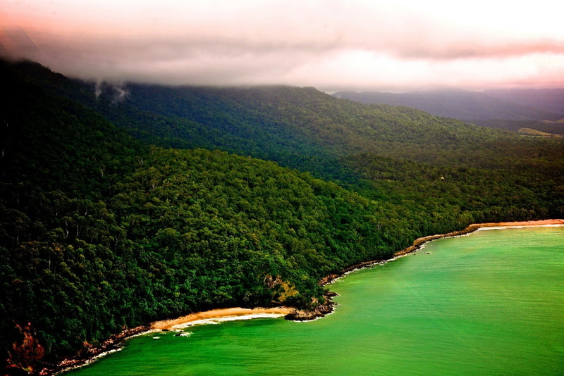 Daintree Rainforest, Earth, 720P, Forest