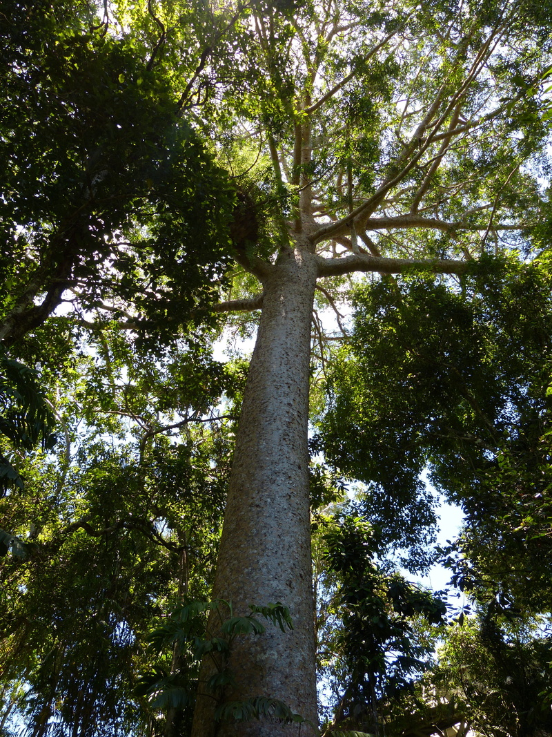 leaves, Tree, kauri tree, growth, green Color, wood, outdoors, branch, scenics - nature, leaf, tropics, bamboo - plant, no People, low angle view, tropical vegetation