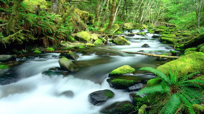 1080P, daintree rainforest