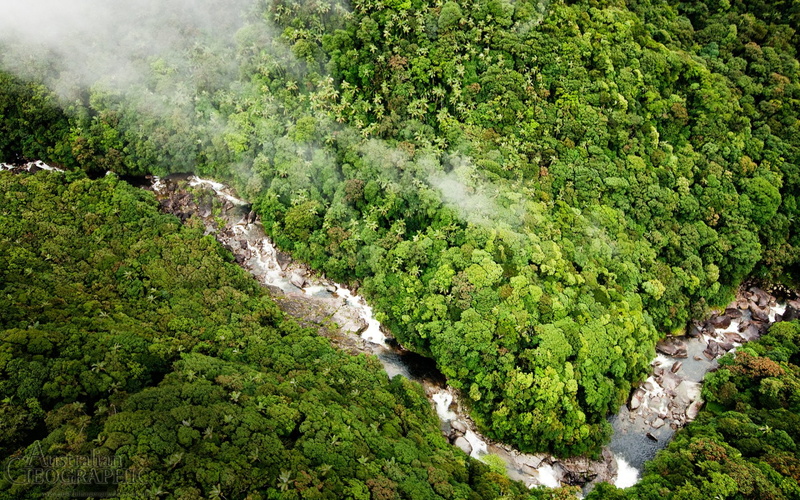 Daintree Rainforest, 1080P, Earth, Forest
