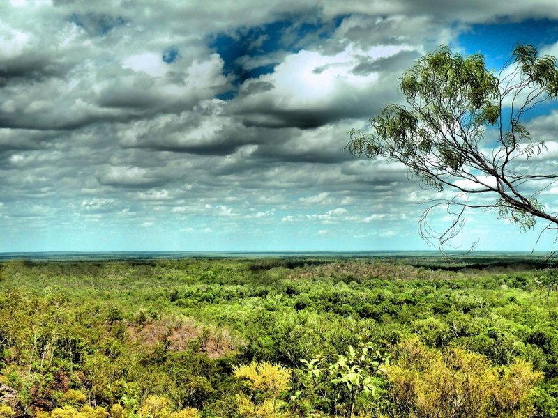 nature, cloud - sky, tree, tranquility, plant, 2K, environment, daintree rainforest, beauty in nature, day, land, green color, field, grass, horizon over land