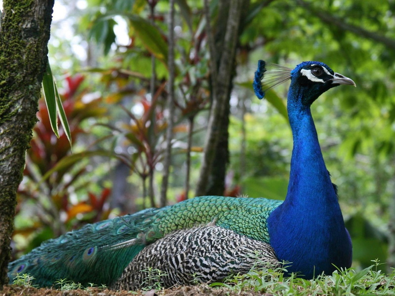 birds, peacocks, 720P, animals