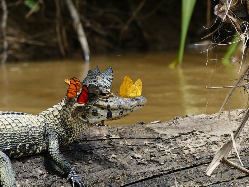 butterfly, caiman, lake, landscape, calm, rainforest, 480P, crocodiles, water, wood, nature, plants