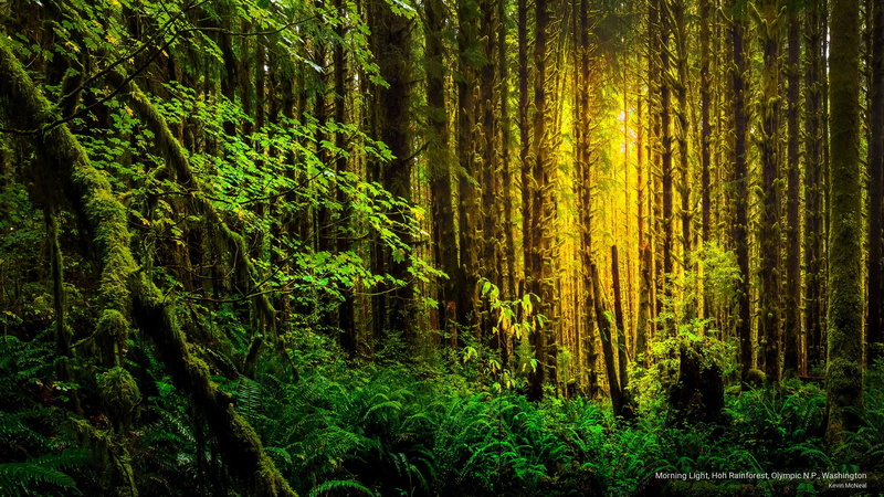 olympic, 2K, National Parks, hoh, n, p, light, rainforest, morning, washington