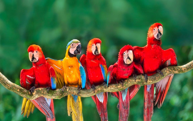 branch, vertebrate, scarlet macaw, animal themes, beak, no people, scarlat, multi colored, parrot, rainforest, macaws, group of animals, bird, animals in the wild