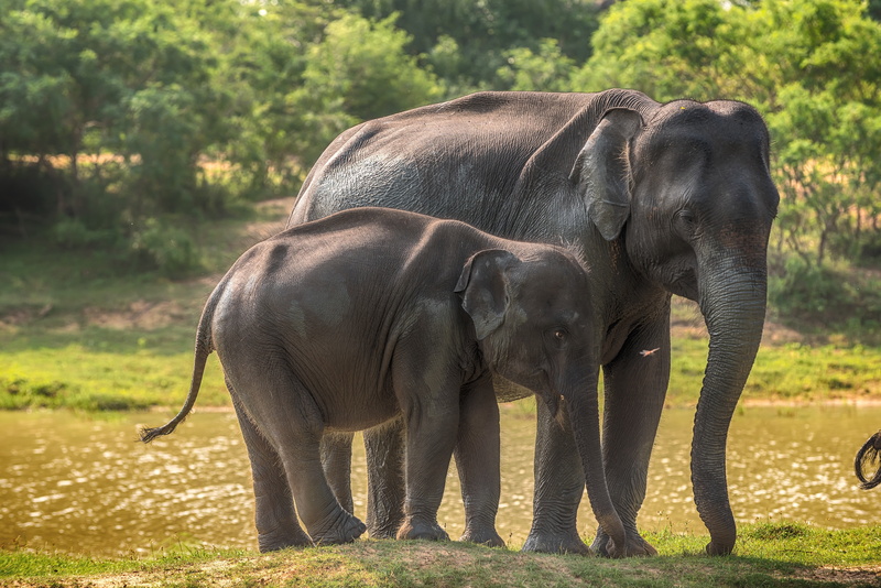 5K, grass, Sri Lanka, greens, bokeh, the sun, Yala National Park, elephants, river, trees