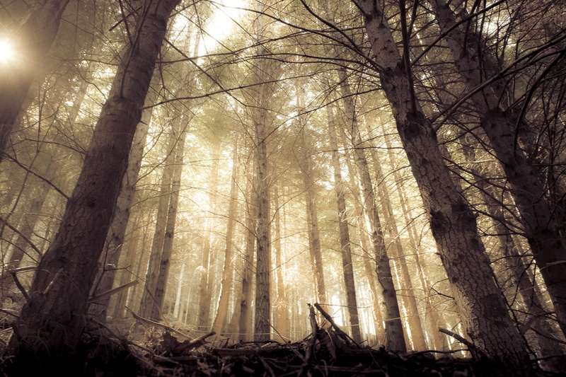 4K, sun shining through braches, new zealand, day, land, nature, douglas fir, beauty in nature, trees, streaming, tree, low angle view, tree trunk, non-urban scene