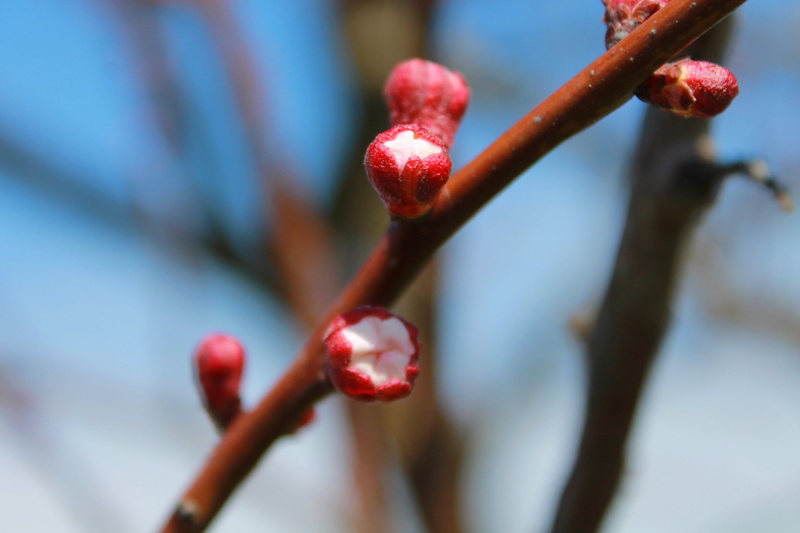 no people, freshness, brach, nature, close-up, ripe, day, flower, berry fruit, 4K, food and drink, spring, healthy eating, selective focus, growth, blossom