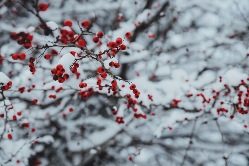 christmas, food and drink, frost, no people, season, winter, snowy, braches, blur, beauty in nature, plant, outdoors, frozen, branch, cold, 5K, red, healthy eating