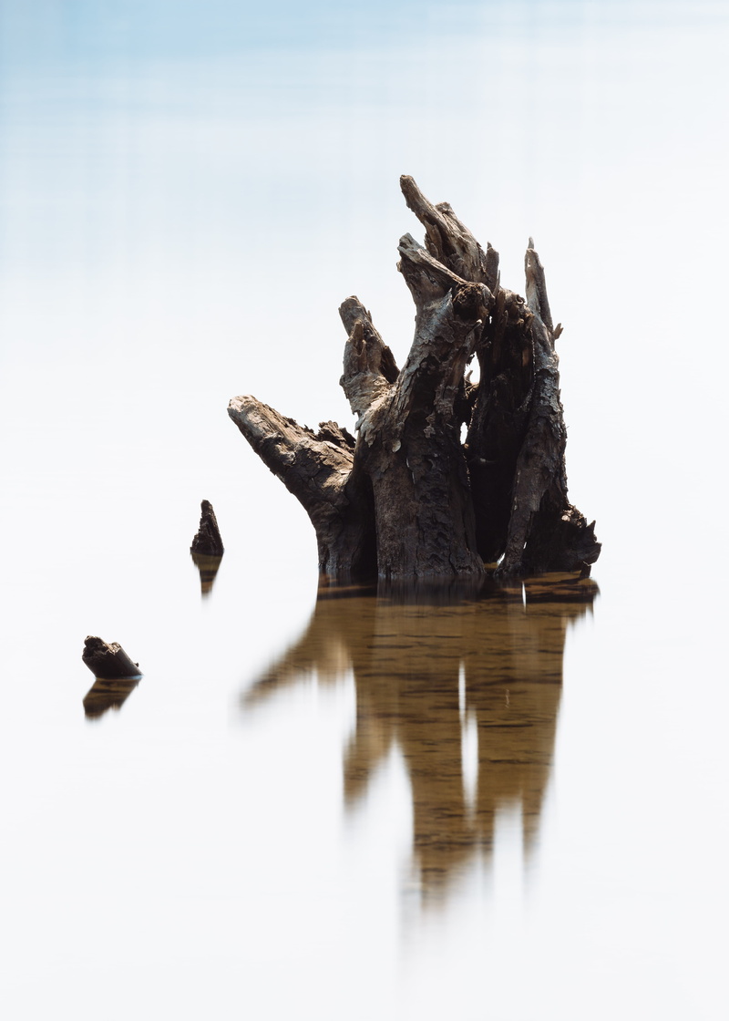 vertical, pacific northwest, close-up, sea, no People, nature, animal, bird, brown, minimal, pnw, wildlife, bodt, brach, sky, lake, stump, long exposure