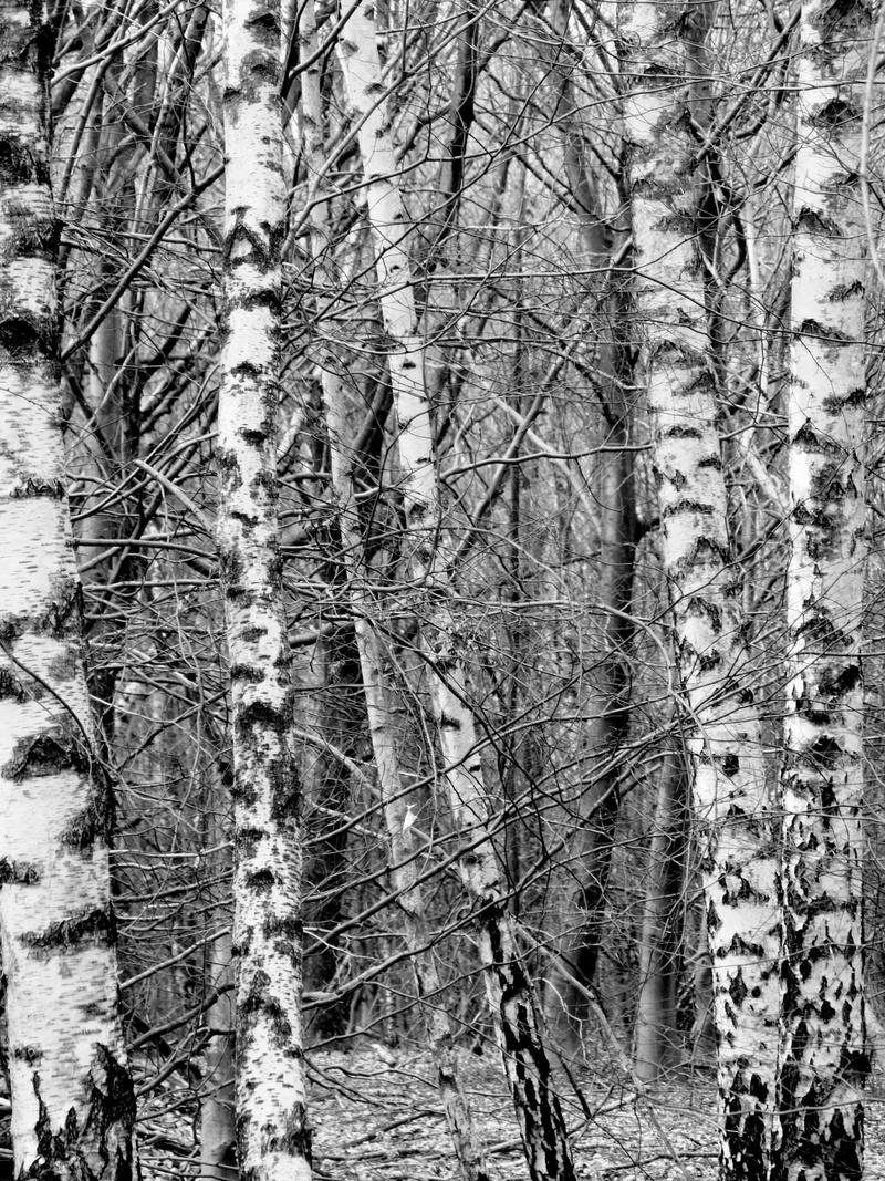 trees, outdoors, land, forest, snow, black and white, non-urban scene, beauty in nature, tree, braches, nature, germany, woodland, bare tree, trunk, day