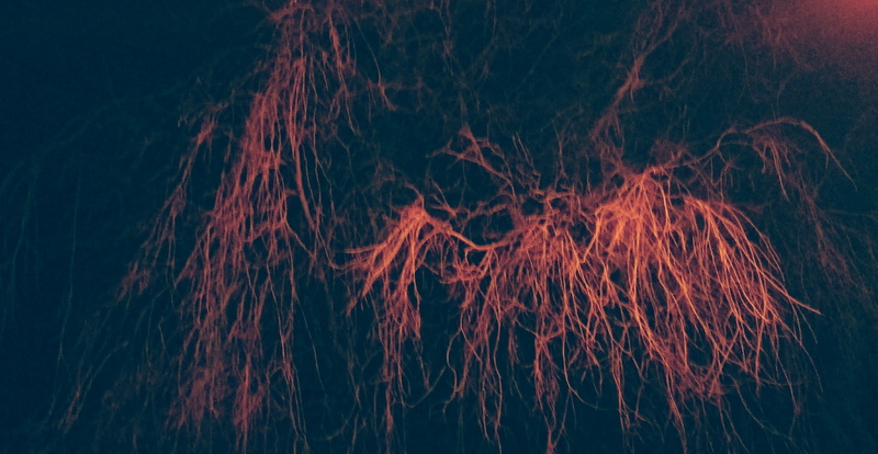 2K, tress, limerick, close-up, motion, light - natural phenomenon, backgrounds, illuminated, braches, ecosystem, night, beauty in nature, forest, nature
