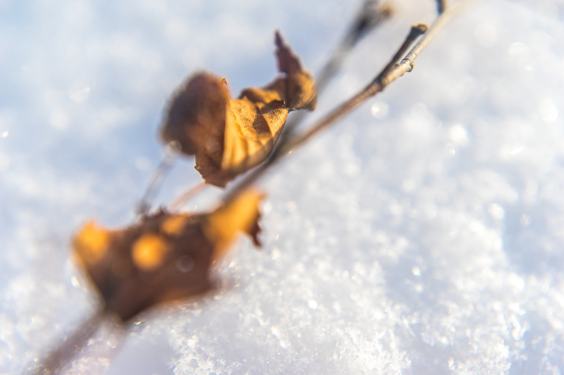 no people, bokeh, water, leave, sunlight, land, snow, close-up, sun, winter, white color, high angle view, yellow, fragility, cherepovets, russia, beauty in nature