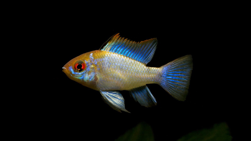 water, close-up, swimming, sea life, amazonia, underwater, 1080P, animal scale, animal themes, no people, profile view, ramirezi, blue fish, aquarium
