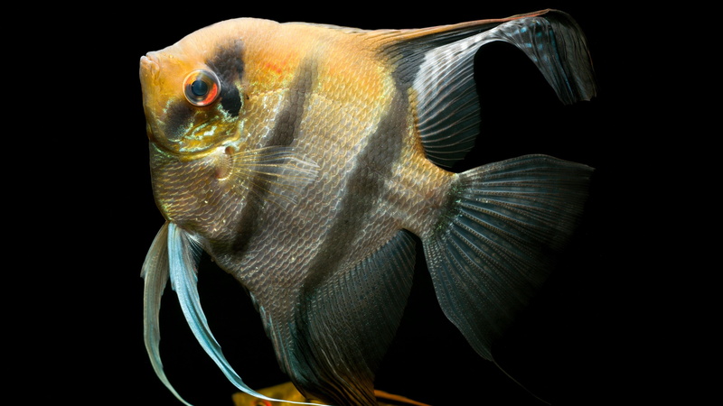 animal themes, animal scale, animal eye, pterophyllum scalare, nature, studio shot, 4K, fish, swimming, animals in captivity, sea, black background, close-up
