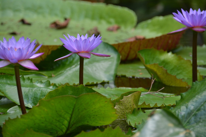 amazonia, water Lily, flowers, no people, tropical forest, pink Color, flower, nature, lotus Water Lily, floating on water, growth, Amazon, plant part