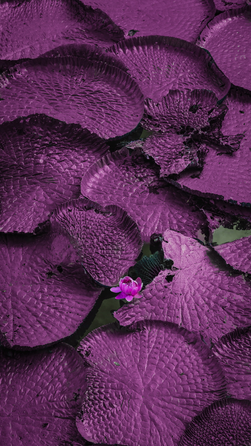 vitoriaregia, plant, abundance, flowering plant, vulnerability, vegetable, nature, high angle view, flower, purple, freshness, close-up, no people, pink color