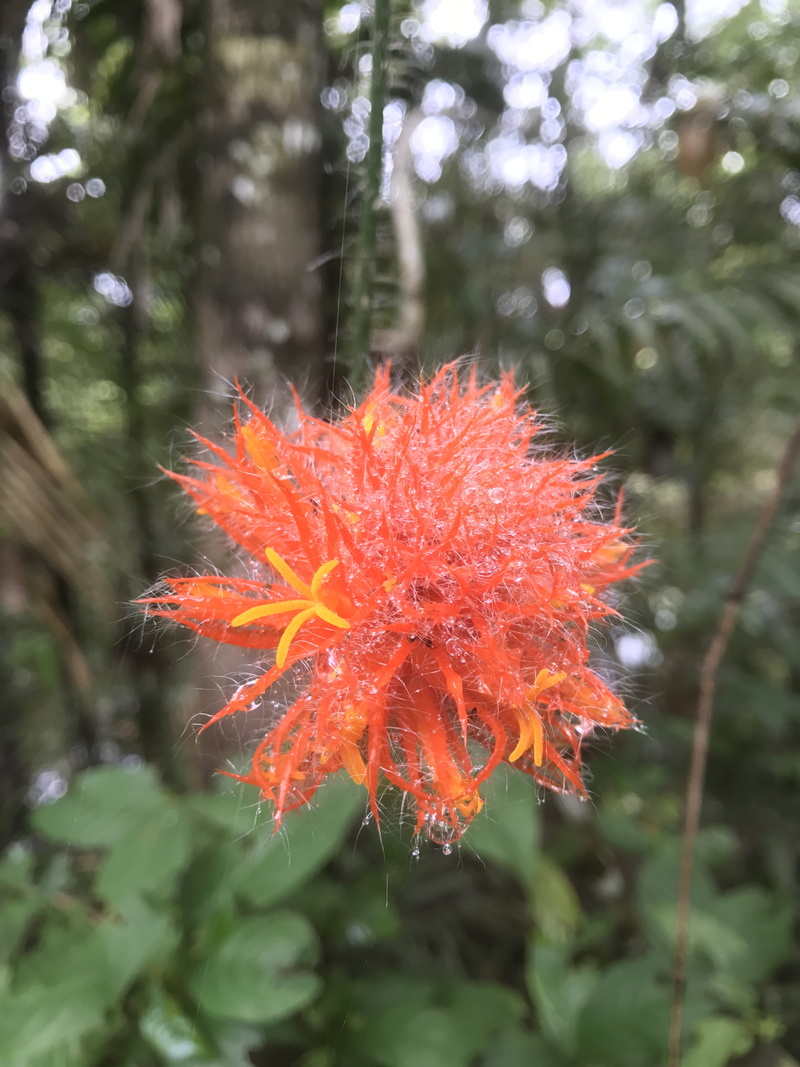 close-up, freshness, fragility, beauty in nature, flower head, exotic, inflorescence, growth, red, no people, outdoors, tropical, jungle, focus on foreground