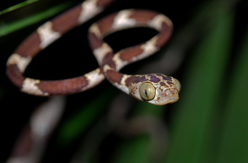 taxonomybinomialimantodescenchoa, outdoors, Rainforest, Headed, 2K, Jungle, close-up, Animals, imantodes, plant, animal themes, South, Blunt, Reptiles and Frogs