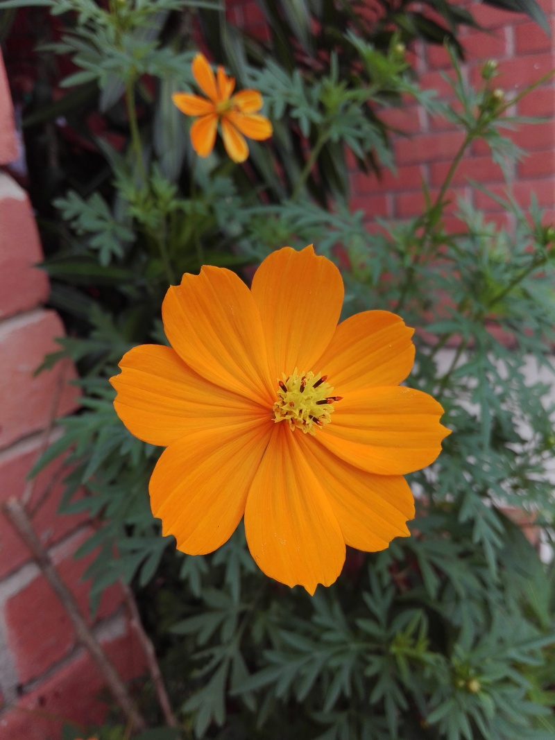 day, freshness, flower head, cosmos flower, yellow, vulnerability, growth, flower, close-up, focus on foreground, inflorescence, pollen, orange color, outdoors
