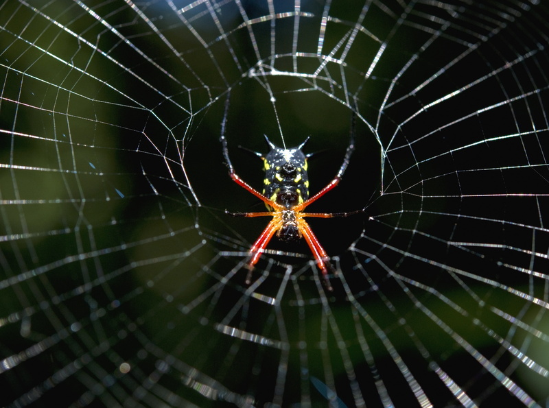 animal leg, Amazon, Spider, amapari, Wild, beauty in nature, lounge, fragility, concentric, skeetolounge, Forest, animal wildlife, marajo, Rainforest, nature